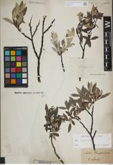 Foto von Salix lapponum L.